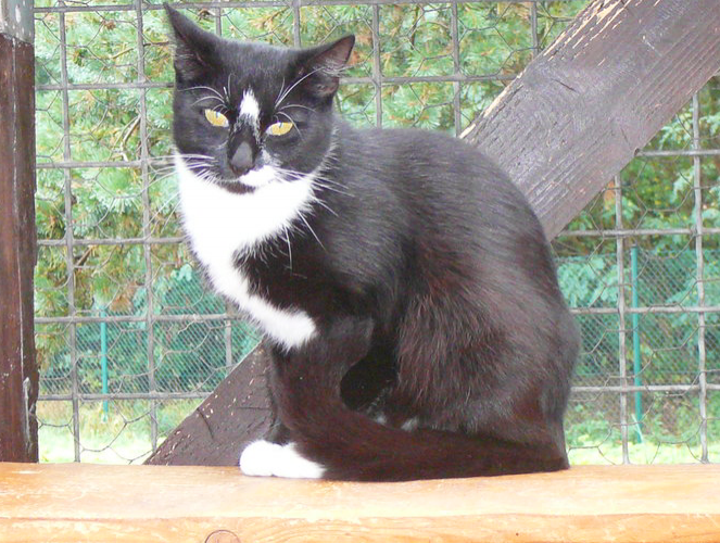Tierschutzverein Pirna u.U. e.V. - Unsere Katzen