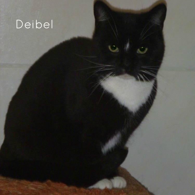 Deibel