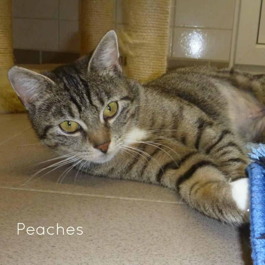 Peaches