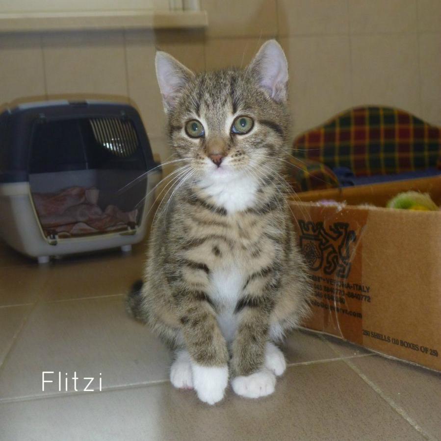 Flitzi
