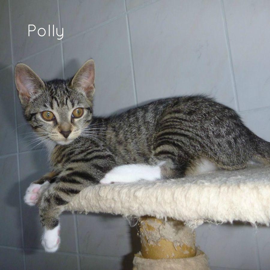Polly