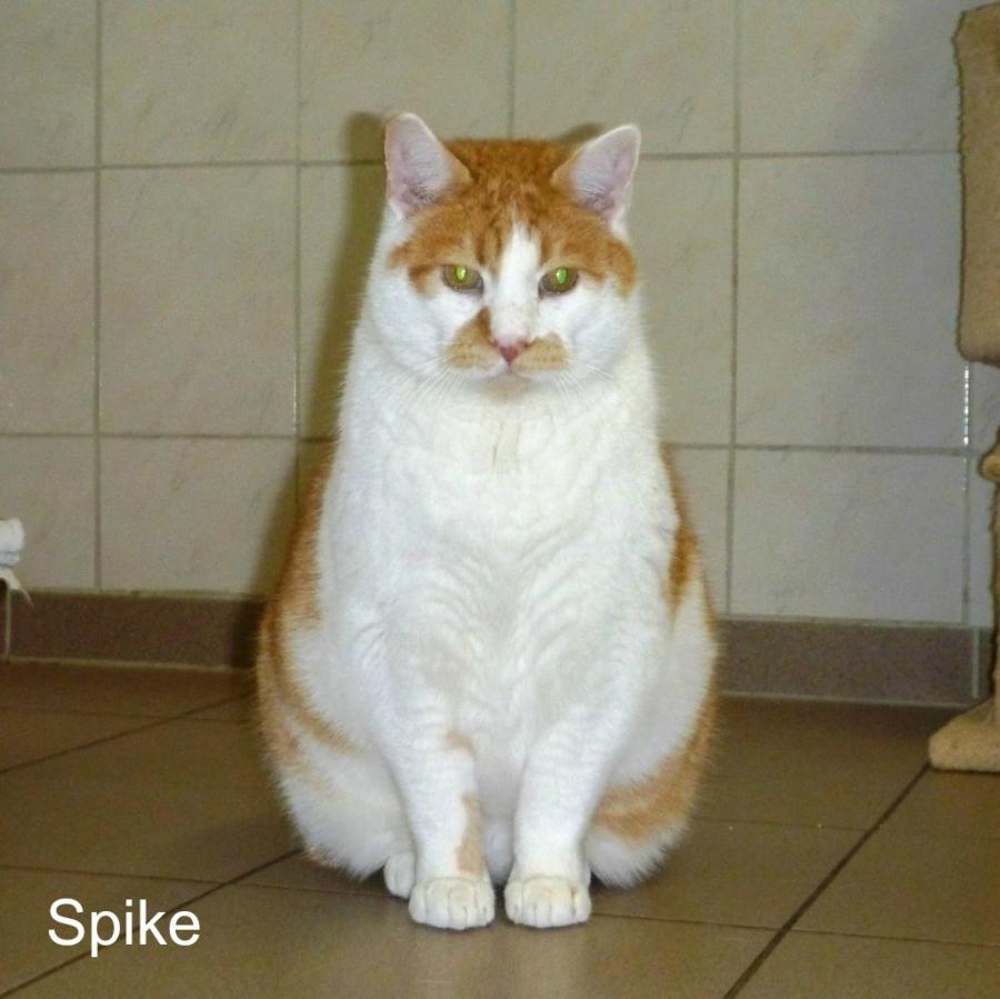 Spike