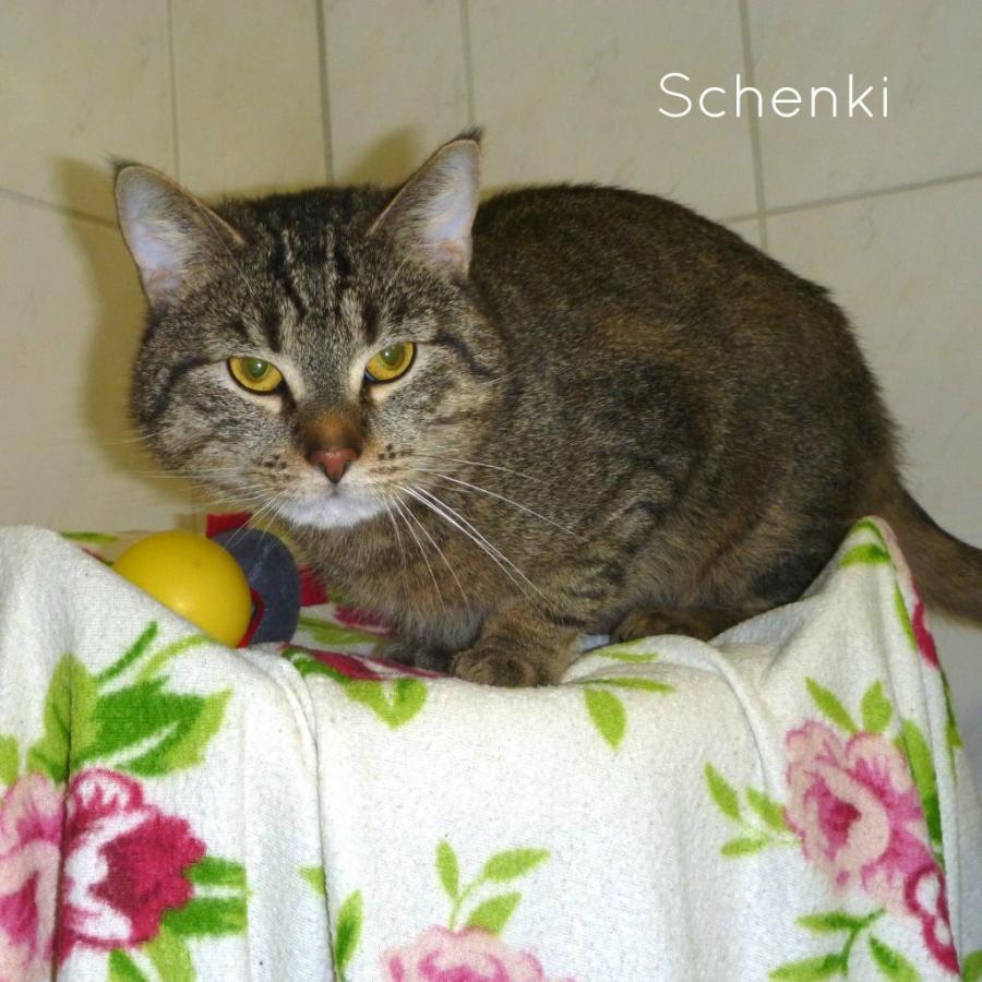 Schenki