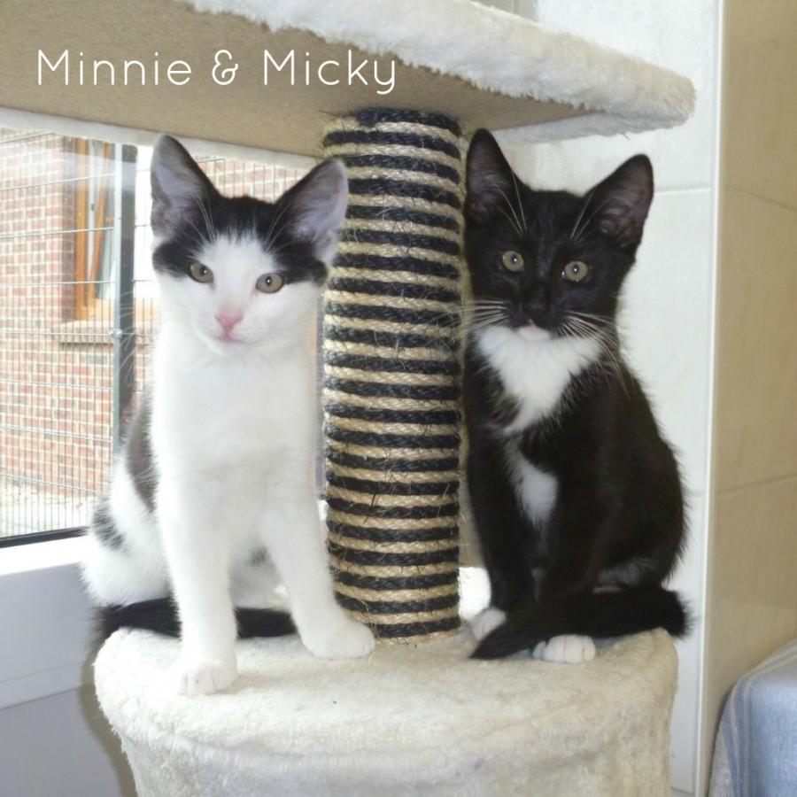 Minnie & Micky