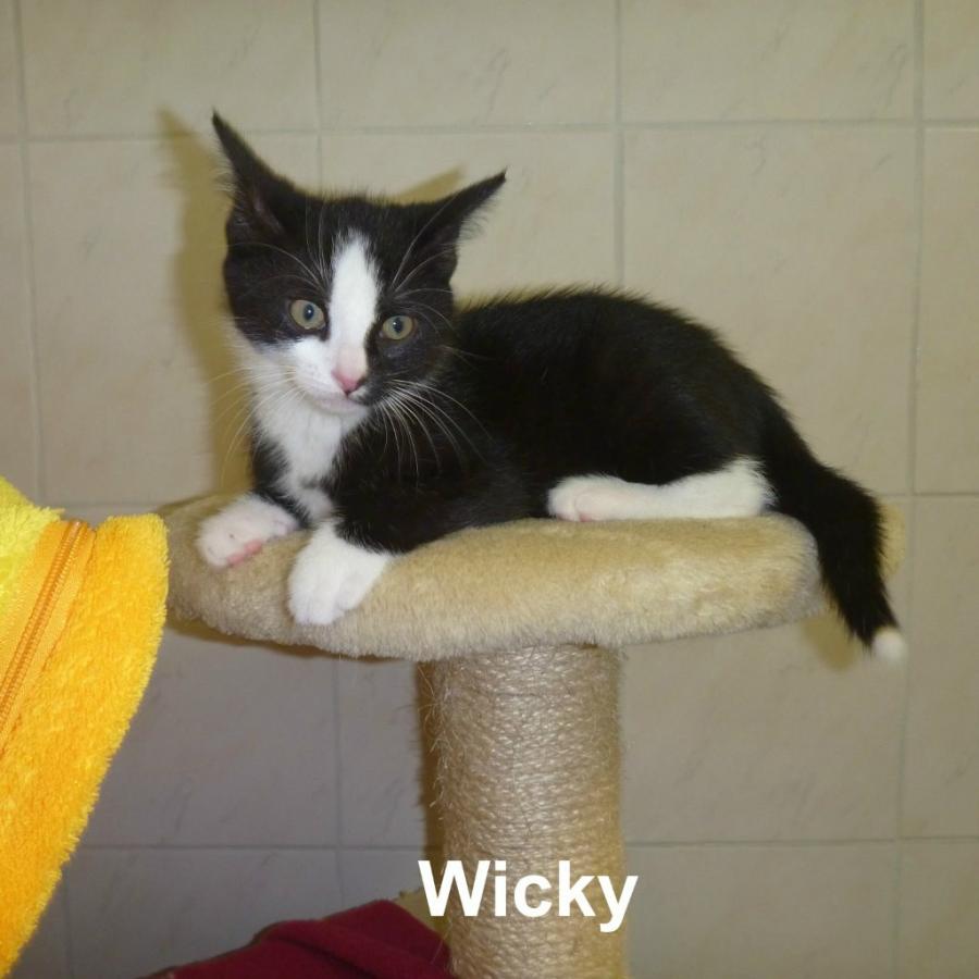 Wicky