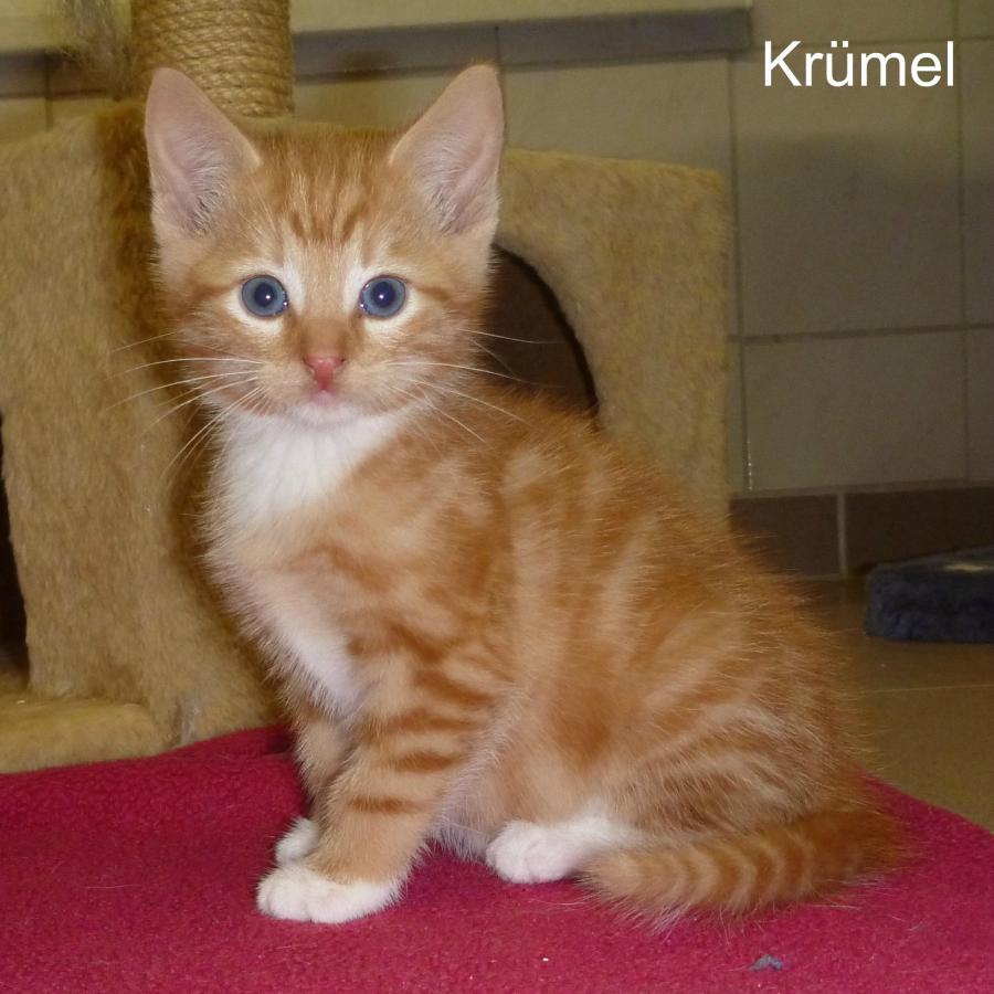 Krümel