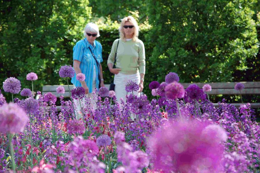 Blumenband Allium