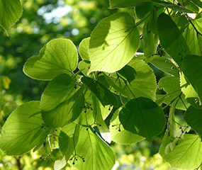 Bild Blätter