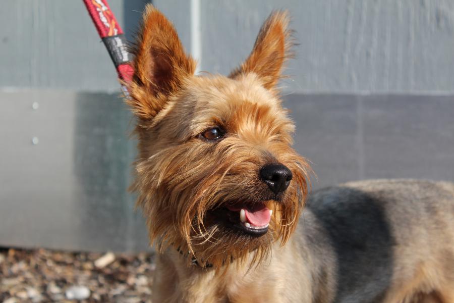 Tierschutzverein Memmingen Die Hunde im Tierheim �Am Vogelsbrunnen�