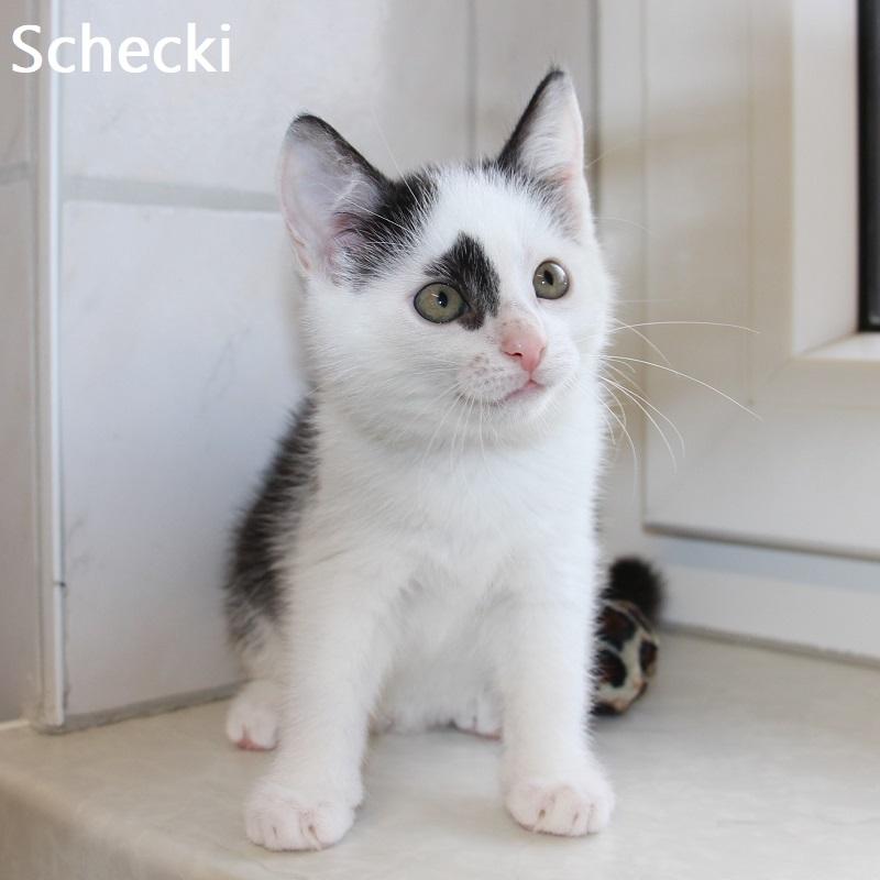 Schecki