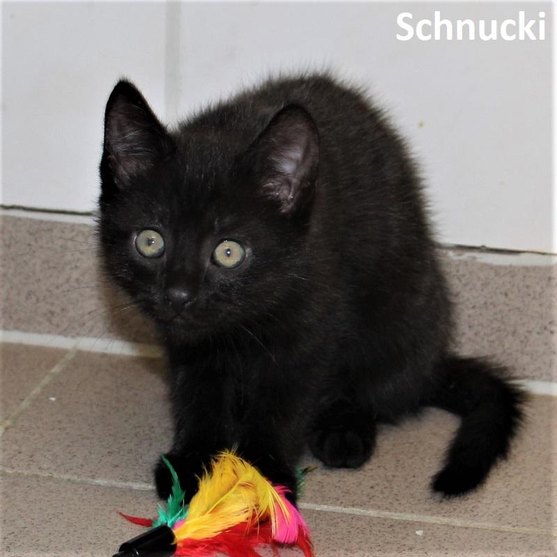 Schnucki