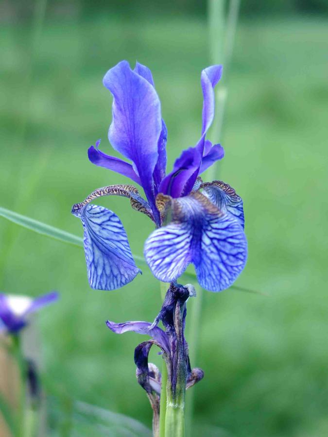Sibirische Schwertlilie Blume des Jahres Robert Ruppel