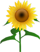 Kita Sonnenblume