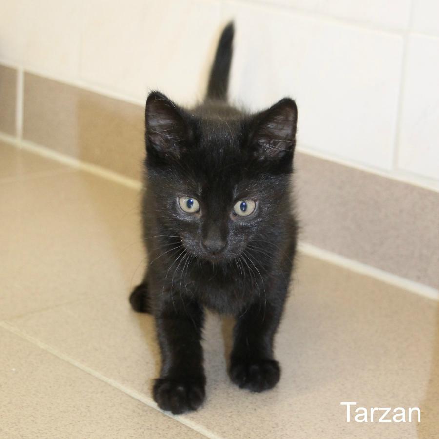 Tarzan