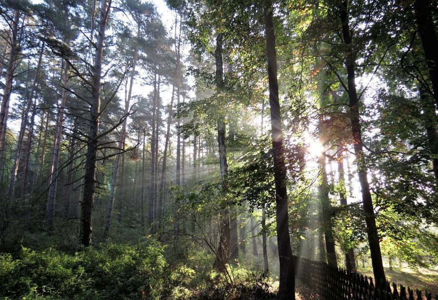 Naturpark_Barnim_Wald_Foto: Guenther