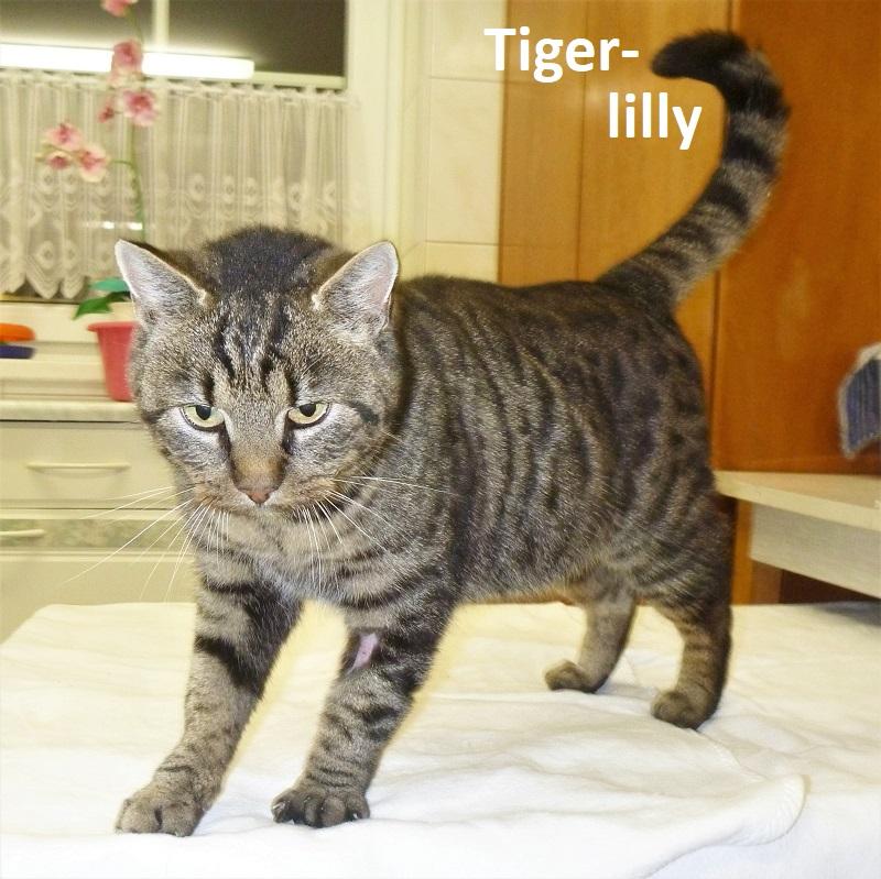 Tiger-lilly
