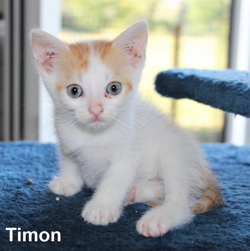 Timon