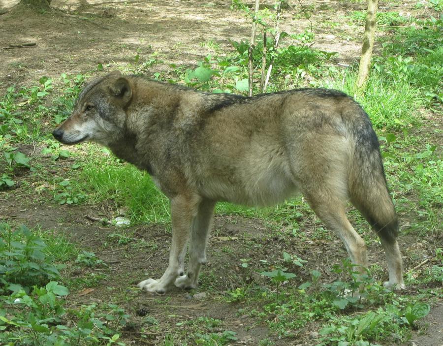 Wolf 300