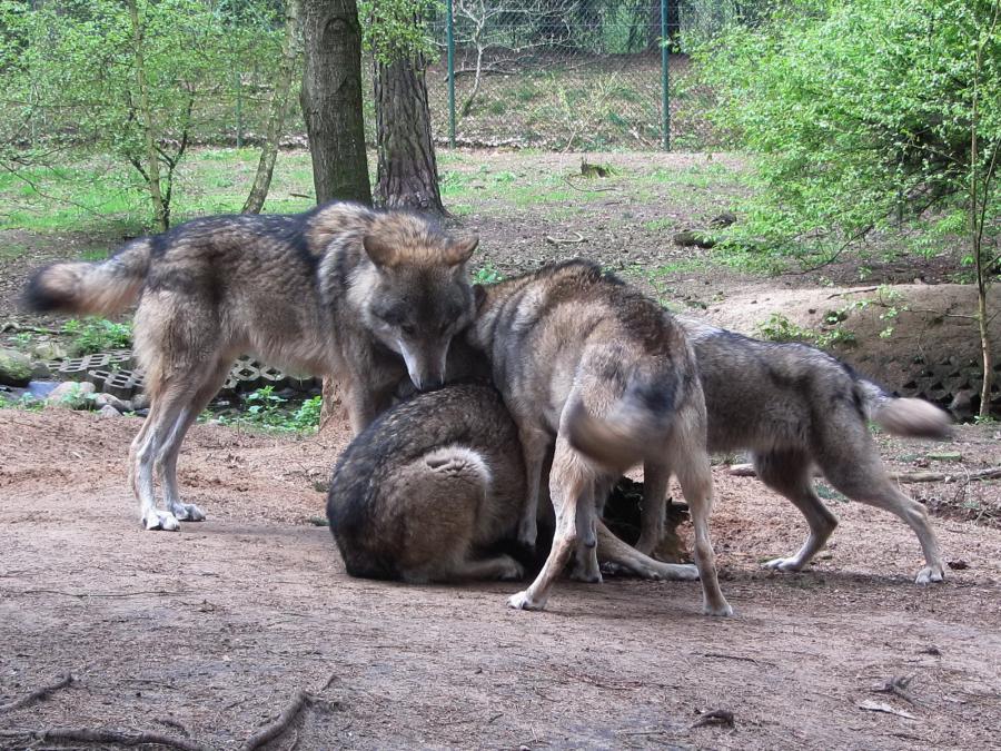 Wolf 400