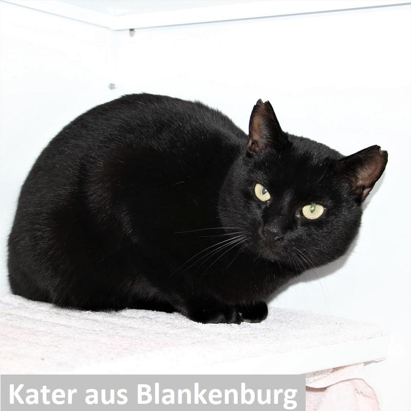 Kater Blankenburg