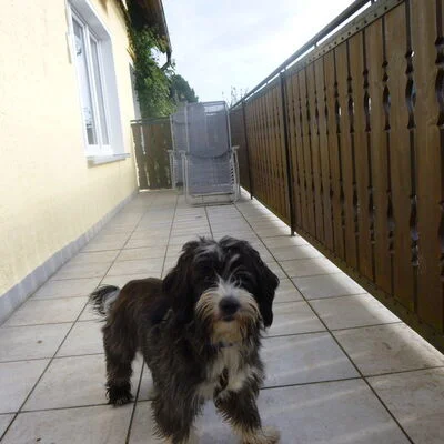 hund