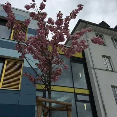 kirschblüte
