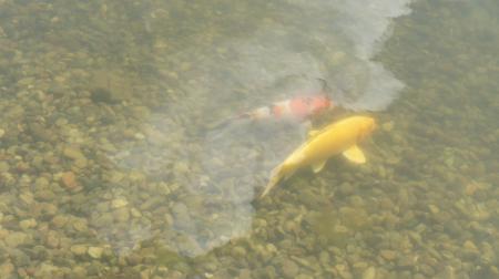 Kois im Teich Kois im Teich
