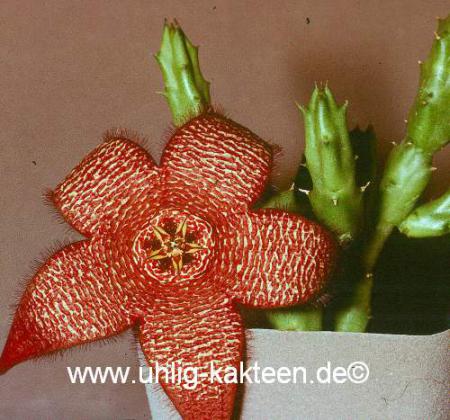 Orbea maculosa