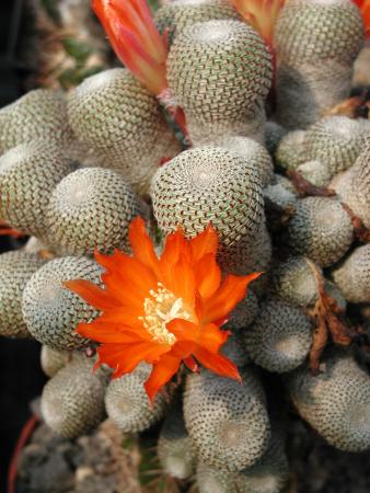 Rebutia