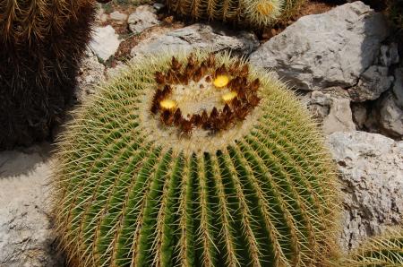 Echinocactus grusonii