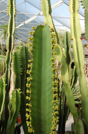Euphorbia ingens