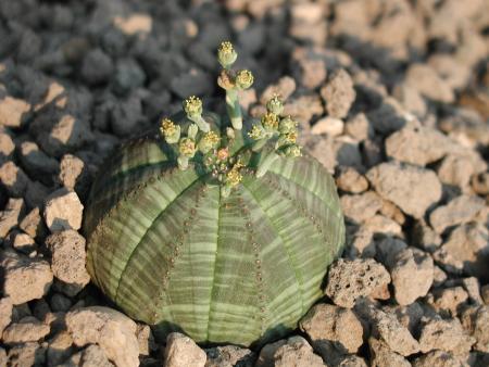 Euphorbia  obesa männl