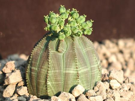 Euphorbia obesa Indoor