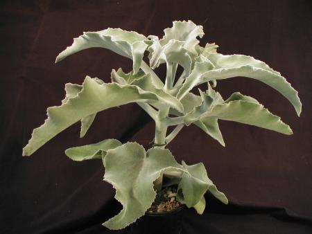 Kalanchoe beharensis