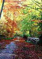 Wald