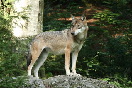 Nationalpark-Wolf