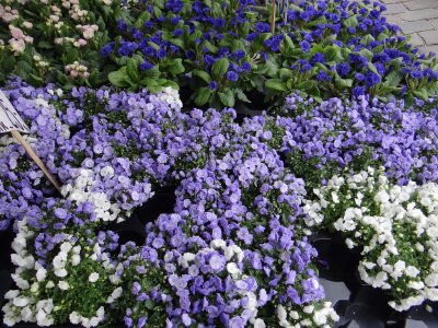 Veranstaltung: Gartenmarkt Sa 10. 05. 2025