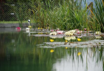 Veranstaltung: Naturteich im eigenen Garten So 29. 06. 2025