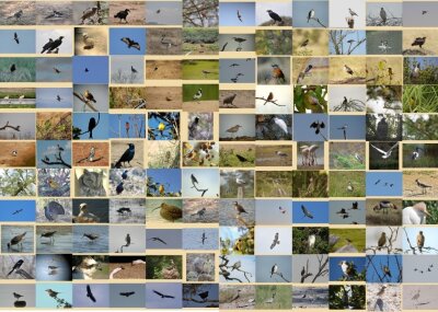 Foto: Thomas Griesohn-Pflieger (Bild vergr&ouml;&szlig;ern)
