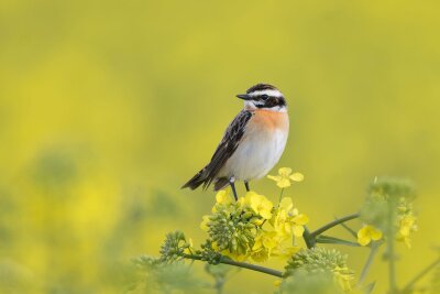 Braunkehlchen © Erik Eckstein