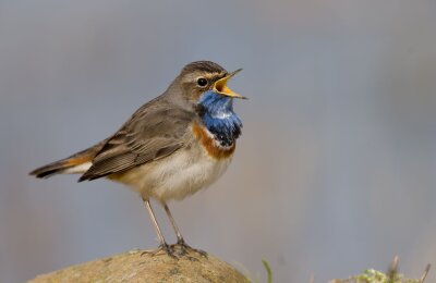 Blaukehlchen © Erik Eckstein
