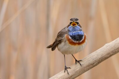Blaukehlchen © Erik Eckstein