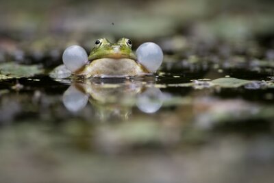 Teichfrosch © Fotolia