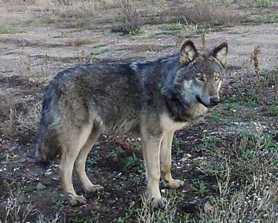 Wolf © Jan Schöne