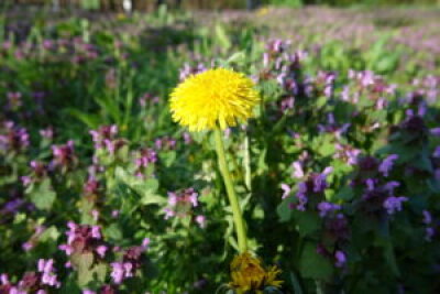Foto zur Veranstaltung
