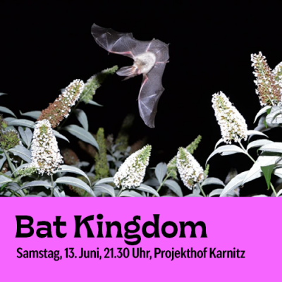 Bat Kingdom
