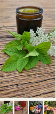 Hergestellte Salben, Oxymel (Bild vergr&ouml;&szlig;ern)