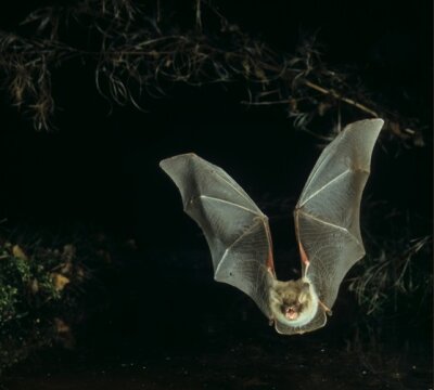 Fransenfledermaus, Torsten Pröhl