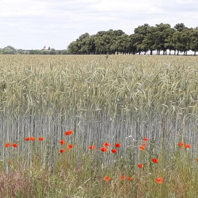 Mohn im Getreidefeld (K. Jansen, LPV Mittelbrandenburg e.V.)