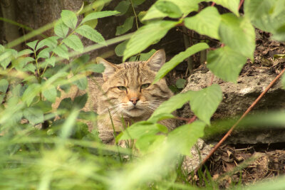 Wildkater Franz (c) John Crusius